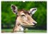 Damwild - stolze Tiere des Waldes... - Bild 12