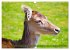 Damwild - stolze Tiere des Waldes... - Bild 3
