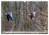 Graugänse in heimischer Umgebung... - Bild 7
