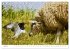 Nordseeinsel Helgoland - Ansichten der... - Bild 10