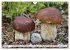 Pilze - tolle Funde (Wandkalender 2026... - Bild 11