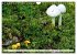 Pilze - tolle Funde (Wandkalender 2026... - Bild 12