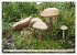 Pilze - tolle Funde (Wandkalender 2026... - Bild 14