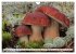 Pilze - tolle Funde (Wandkalender 2026... - Bild 15