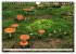 Pilze - tolle Funde (Wandkalender 2026... - Bild 3