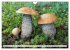 Pilze - tolle Funde (Wandkalender 2026... - Bild 4