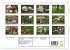 Pilze - tolle Funde (Wandkalender 2026... - Bild 6