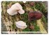 Pilze - tolle Funde (Wandkalender 2026... - Bild 7