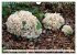 Pilze - tolle Funde (Wandkalender 2026... - Bild 8