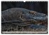 Drachen: Geheimnisvolles Tierreich... - Bild 13