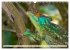 Drachen: Geheimnisvolles Tierreich... - Bild 3