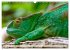 Drachen: Geheimnisvolles Tierreich... - Bild 10