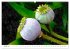 Bunte Mohnblumen - Impressionen der... - Bild 2