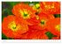 Bunte Mohnblumen - Impressionen der... - Bild 12