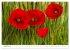 Bunte Mohnblumen - Impressionen der... - Bild 14