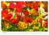 Bunte Mohnblumen - Impressionen der... - Bild 3