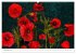Bunte Mohnblumen - Impressionen der... - Bild 4