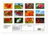 Bunte Mohnblumen - Impressionen der... - Bild 5