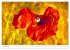 Bunte Mohnblumen - Impressionen der... - Bild 6