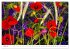 Bunte Mohnblumen - Impressionen der... - Bild 8