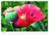 Bunte Mohnblumen - Impressionen der... - Bild 9