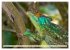 Drachen: Geheimnisvolles Tierreich... - Bild 2