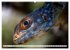 Drachen: Geheimnisvolles Tierreich... - Bild 11