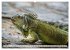 Drachen: Geheimnisvolles Tierreich... - Bild 13