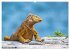 Drachen: Geheimnisvolles Tierreich... - Bild 14