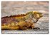 Drachen: Geheimnisvolles Tierreich... - Bild 7