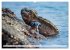 Drachen: Geheimnisvolles Tierreich... - Bild 8