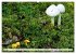 Pilze - tolle Funde (hochwertiger... - Bild 11