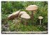 Pilze - tolle Funde (hochwertiger... - Bild 13