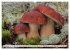 Pilze - tolle Funde (hochwertiger... - Bild 14
