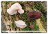Pilze - tolle Funde (hochwertiger... - Bild 6
