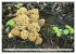 Pilze - tolle Funde (hochwertiger... - Bild 8