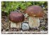 Pilze - tolle Funde (hochwertiger... - Bild 10