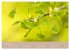 Fantastischer Frühling (Wandkalender... - Bild 14