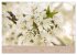 Fantastischer Frühling (Wandkalender... - Bild 7