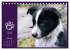 Border Collie - Welpenglück... - Bild 13