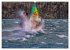 Surfparadies Urnersee (Wandkalender... - Bild 10