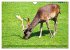 Damwild - stolze Tiere des Waldes... - Bild 11