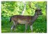 Damwild - stolze Tiere des Waldes... - Bild 5