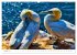 Nordseeinsel Helgoland - Ansichten der... - Bild 13