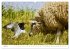 Nordseeinsel Helgoland - Ansichten der... - Bild 9
