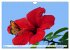 Asiatische Blumenpracht (Wandkalender... - Bild 11
