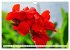 Asiatische Blumenpracht (Wandkalender... - Bild 4