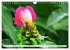 Asiatische Blumenpracht (Wandkalender... - Bild 7