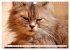Katzen in Cranz (Wandkalender 2026 DIN... - Bild 11