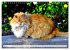Katzen in Cranz (Wandkalender 2026 DIN... - Bild 13